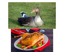 خواص گوشت غاز  کلیک کنید (کد175) شیلات مهدی زاده - همراه 09155159391